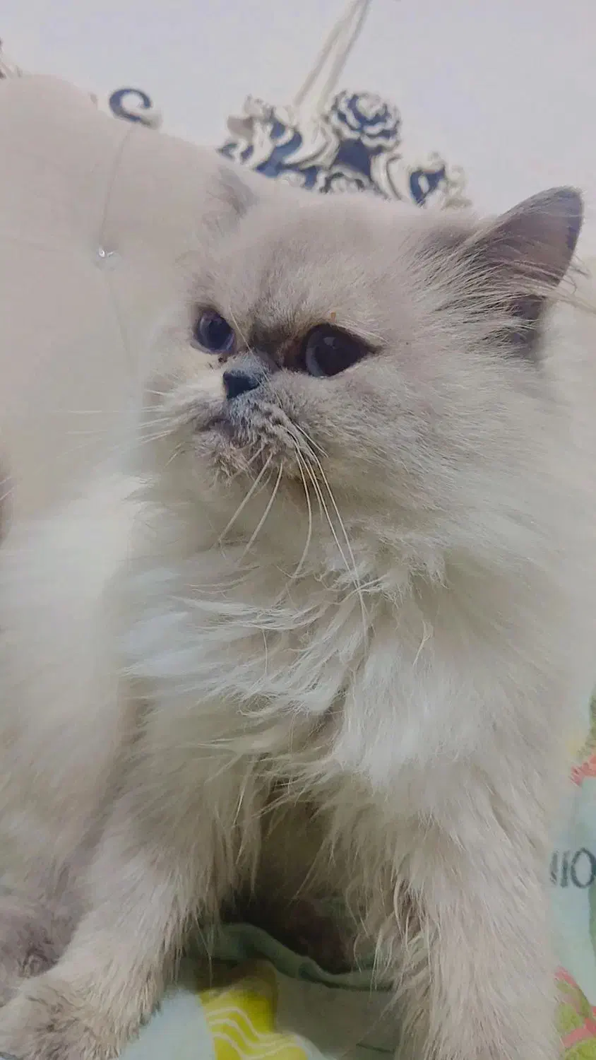 گربه پرشین|گربه|گرگان, |دیوار