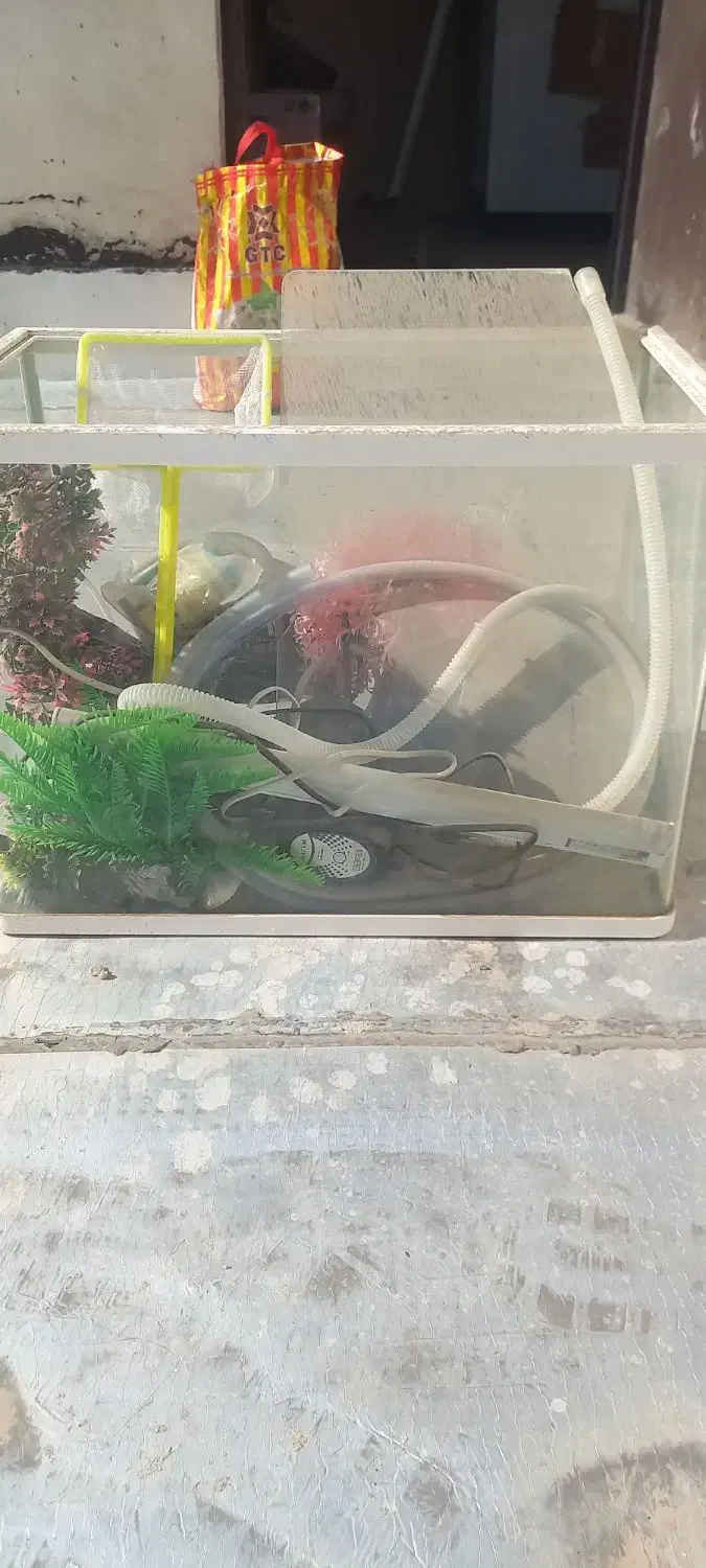 آکواریوم|ماهی|فردیس, قریشی|دیوار