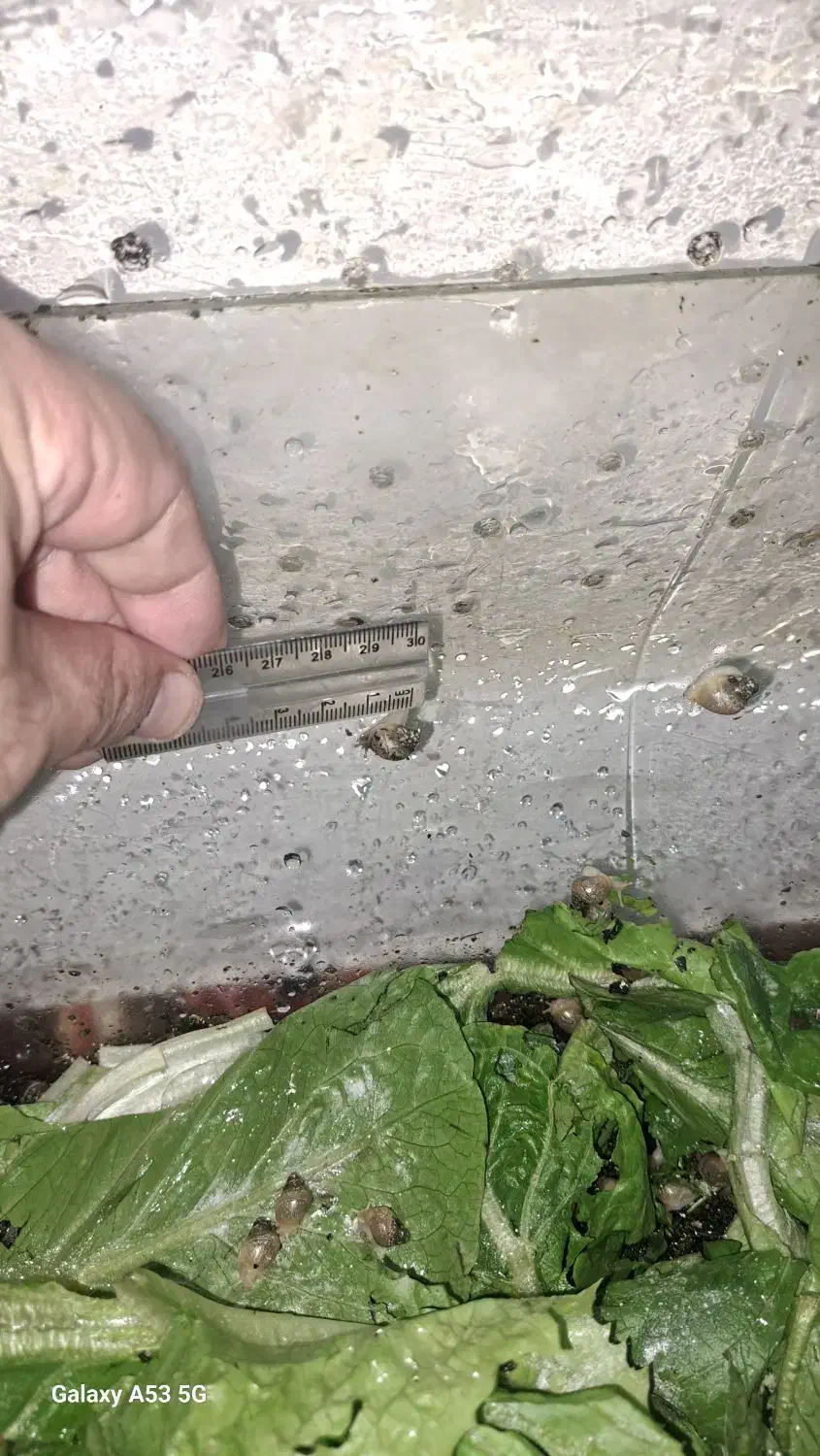 حلزون سایز کوچک|خزنده|فردیس, فردیس|دیوار