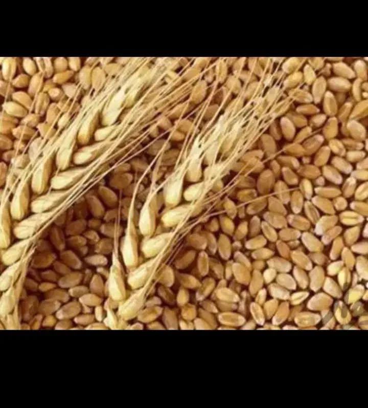 گندم حیدری و پرس گندم|عمدهفروشی|گرمه, |دیوار