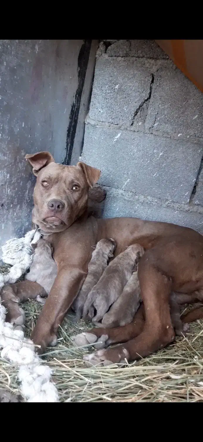سه عدد توله ماده پیتبول امریکن نژاد دار|سگ|خلخال, |دیوار