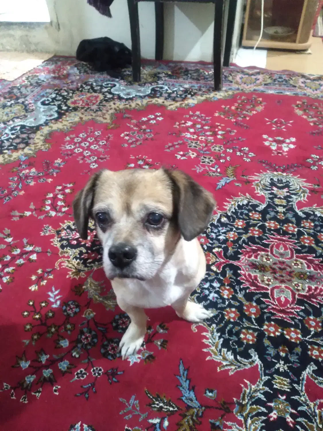 واگذاری سگ شیتزو|سگ|تهران, باشگاه نفت|دیوار