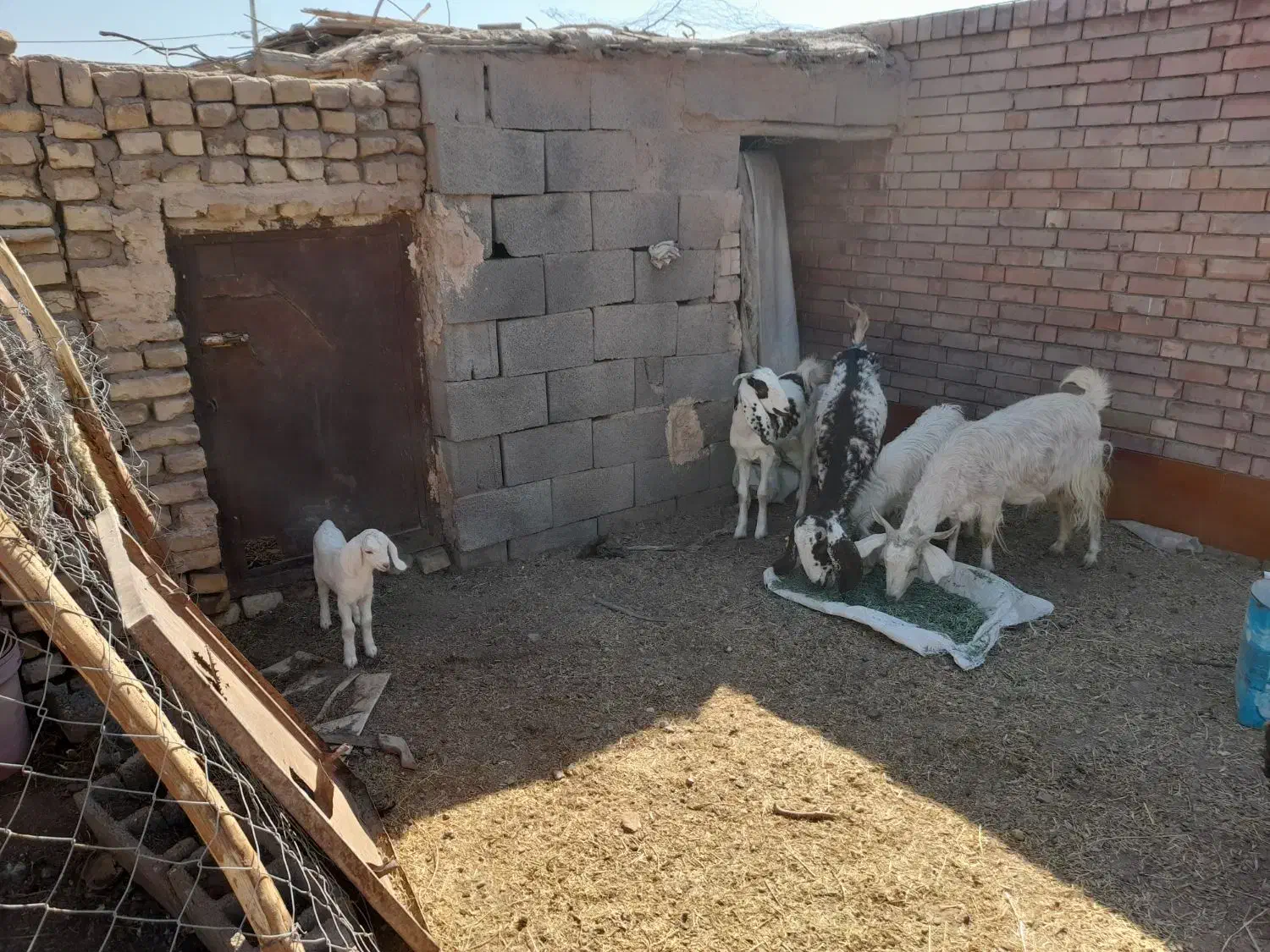 ۵عددگوسفند|حیوانات مزرعه|رفسنجان, |دیوار