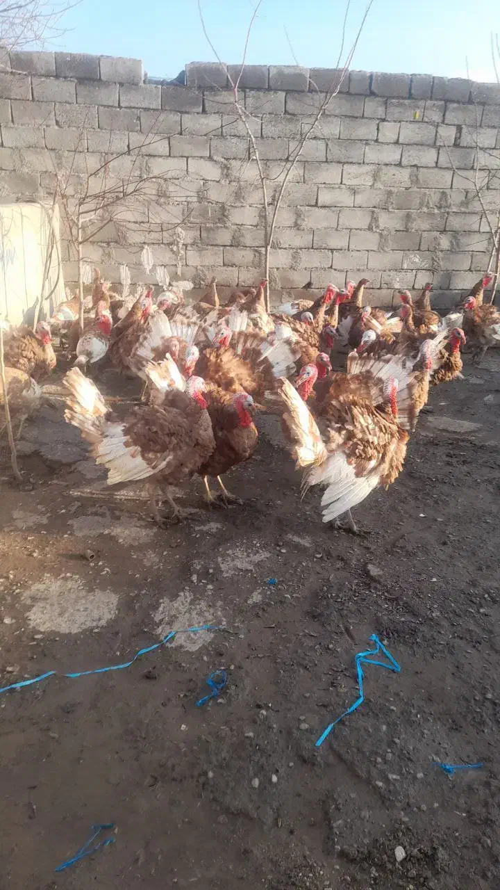 بوقلمون بربون طبیعی اصل|حیوانات مزرعه|اردبیل, |دیوار