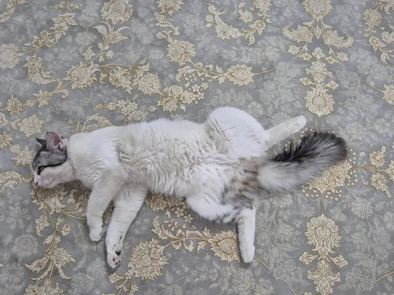 گربه نر و ماده|گربه|مشهد, فتح المبین|دیوار