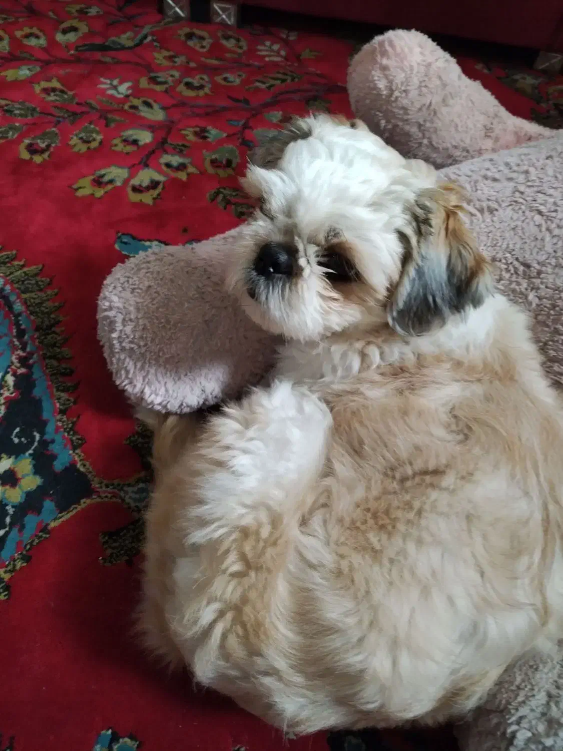 حیوان خانگی|سگ|رشت, کوی مهر|دیوار