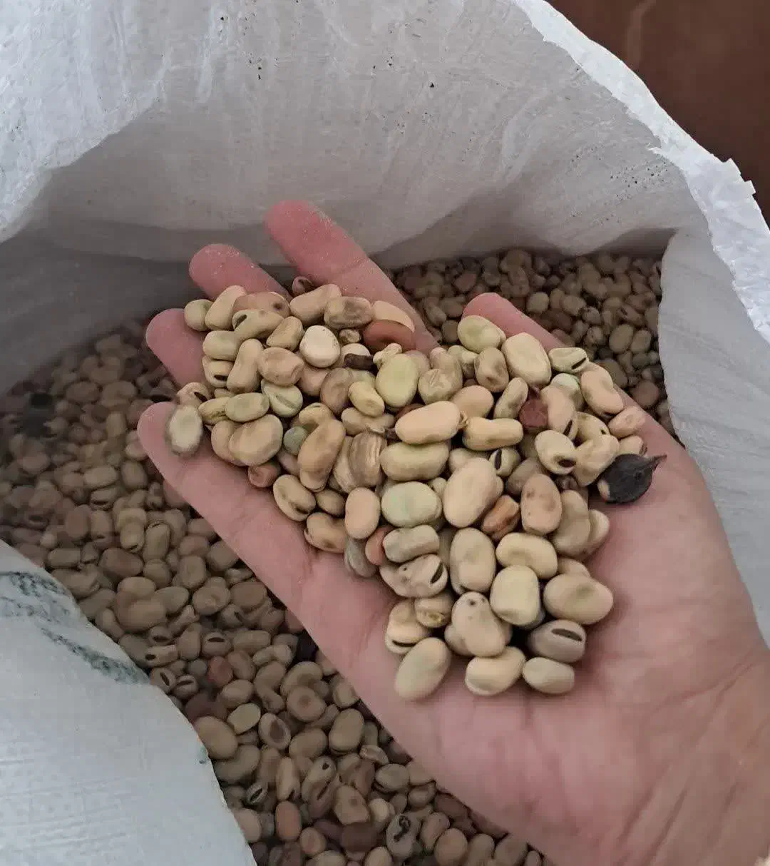 باقالی نیشابور|خوردنی و آشامیدنی|نیشابور, شهرک رسولی|دیوار