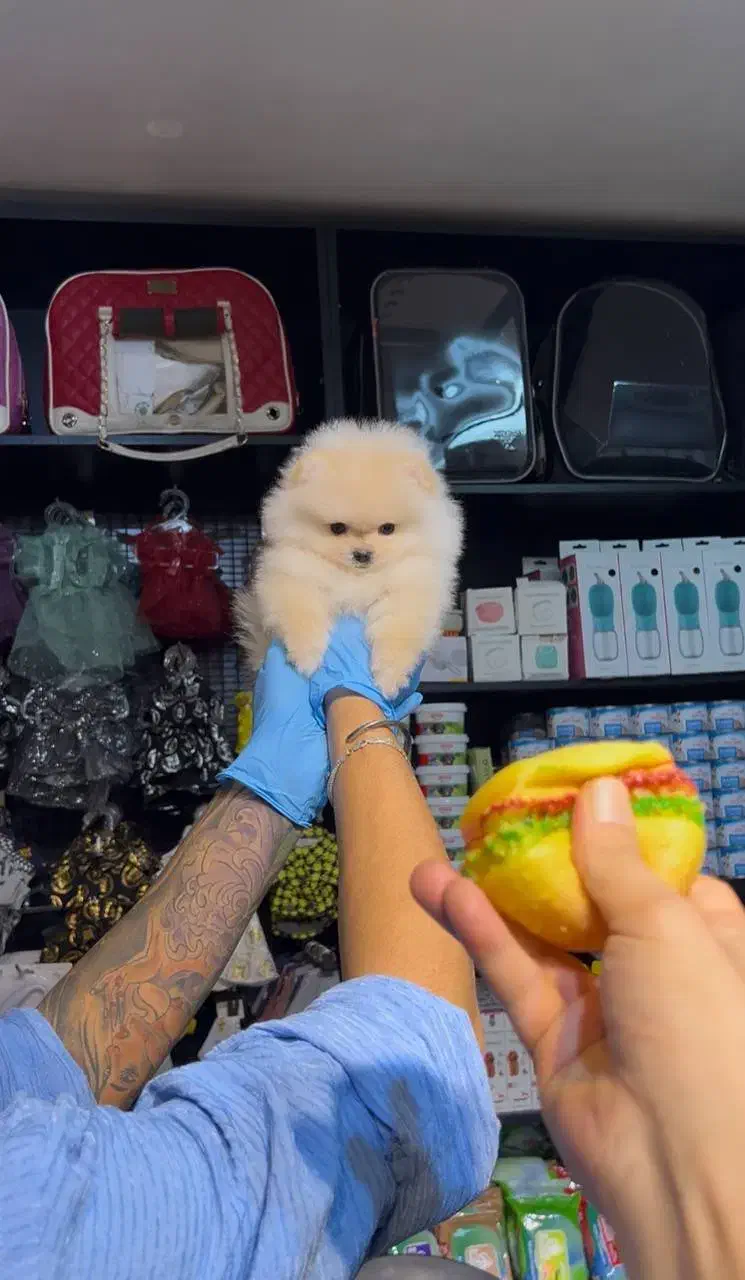 پامر تیکاپ سایز اصیل(سگ)|سگ|اصفهان, آهنگران|دیوار