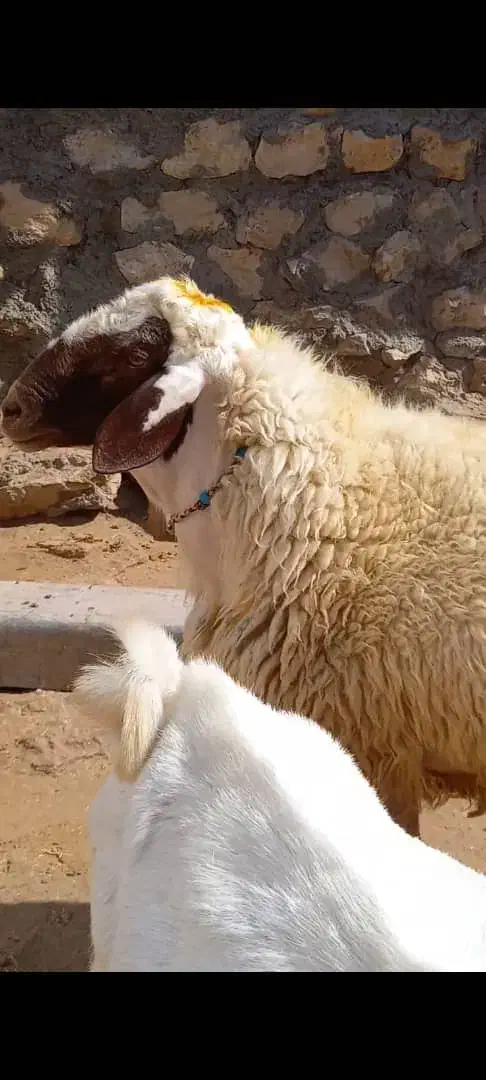 یک عددقوچ سنجابی|حیوانات مزرعه|اسلامآباد غرب, |دیوار