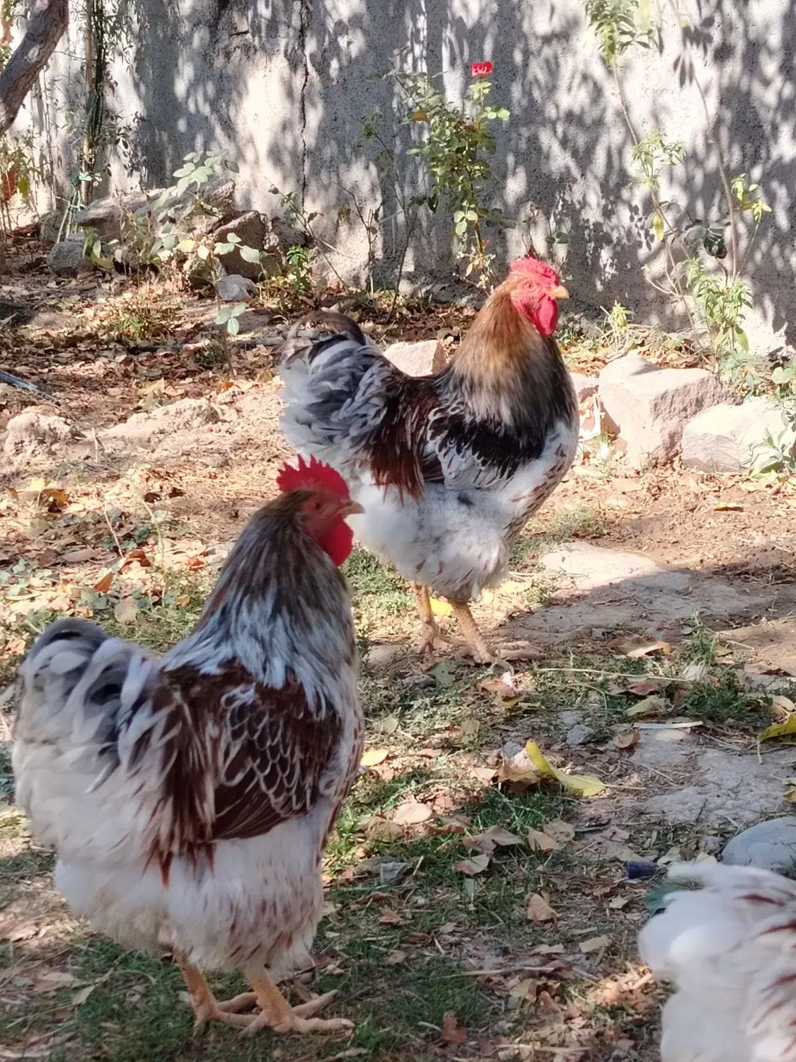 مرغ و خروس نژاد دار و زینتی|حیوانات مزرعه|مشهد, امیریه|دیوار