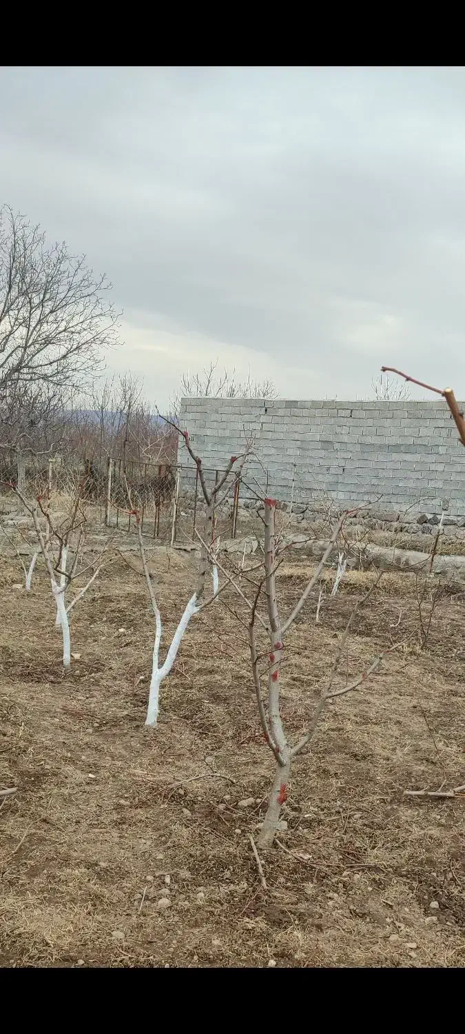 هرس وشخم پای درختان توسط دانشجوباغبانی|خدمات باغبانی و درختکاری|مشگین شهر, |دیوار