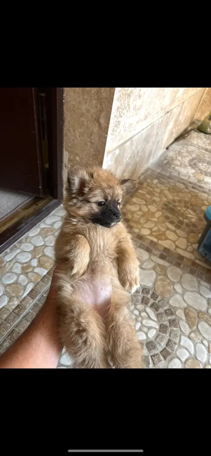 حیوانات|سگ|دورود, |دیوار