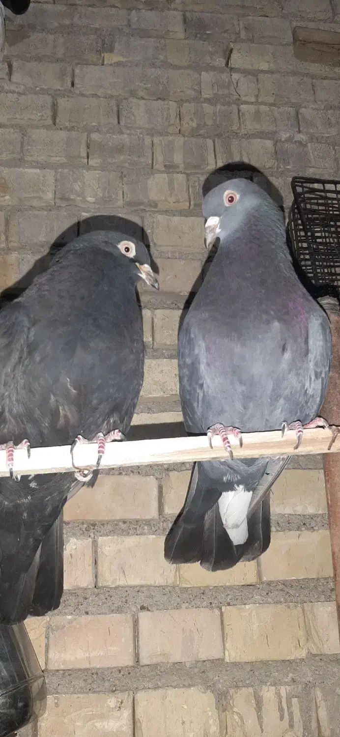 نر سبز چاپی|حیوانات|آبادان, |دیوار