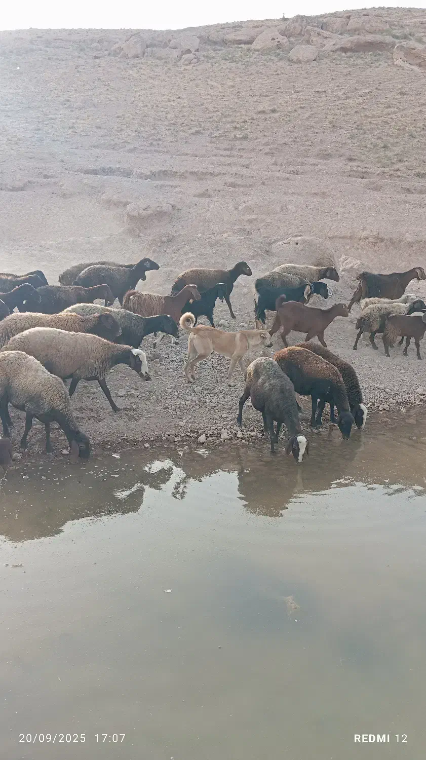 فروشی|سگ|بزینه رود, |دیوار