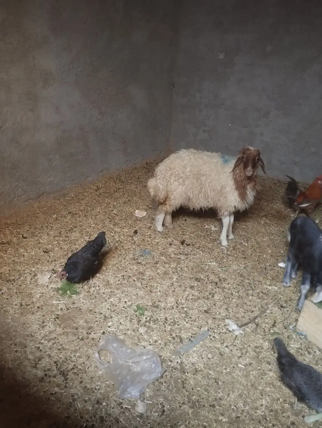 یک عدد بره ماده|حیوانات مزرعه|اهواز, کیان اباد|دیوار