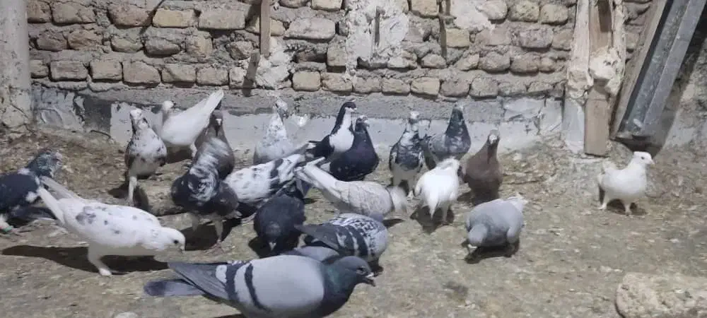 کبوتر هوایی|پرنده|شیراز, فرودگاه شهید دستغیب شیراز|دیوار