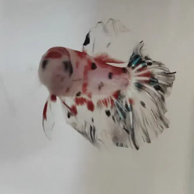 فایتر|ماهی|بروجرد, |دیوار