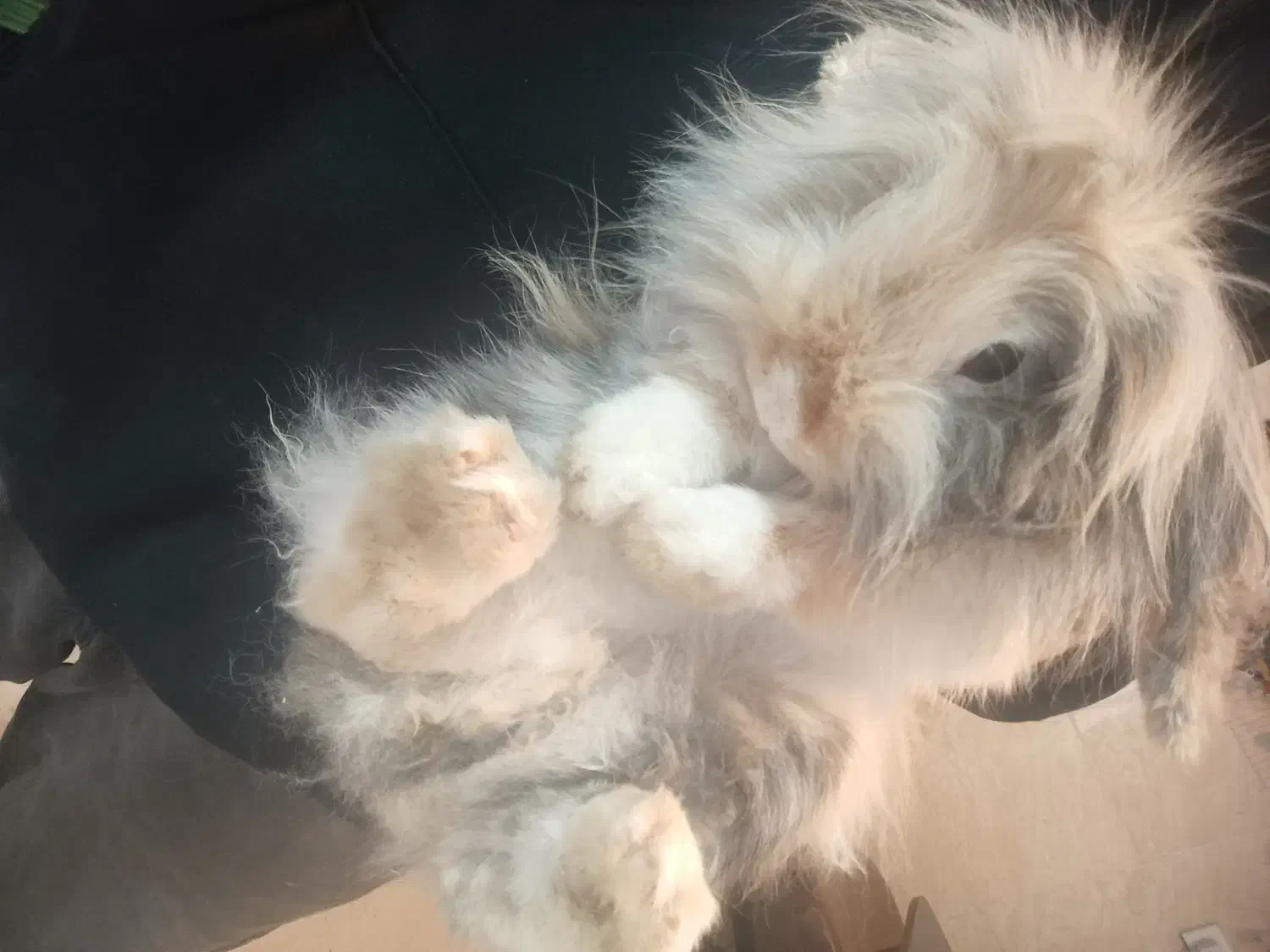 خرگوش لوپ زیر قیمت|موش و خرگوش|کرج, خرمدشت|دیوار