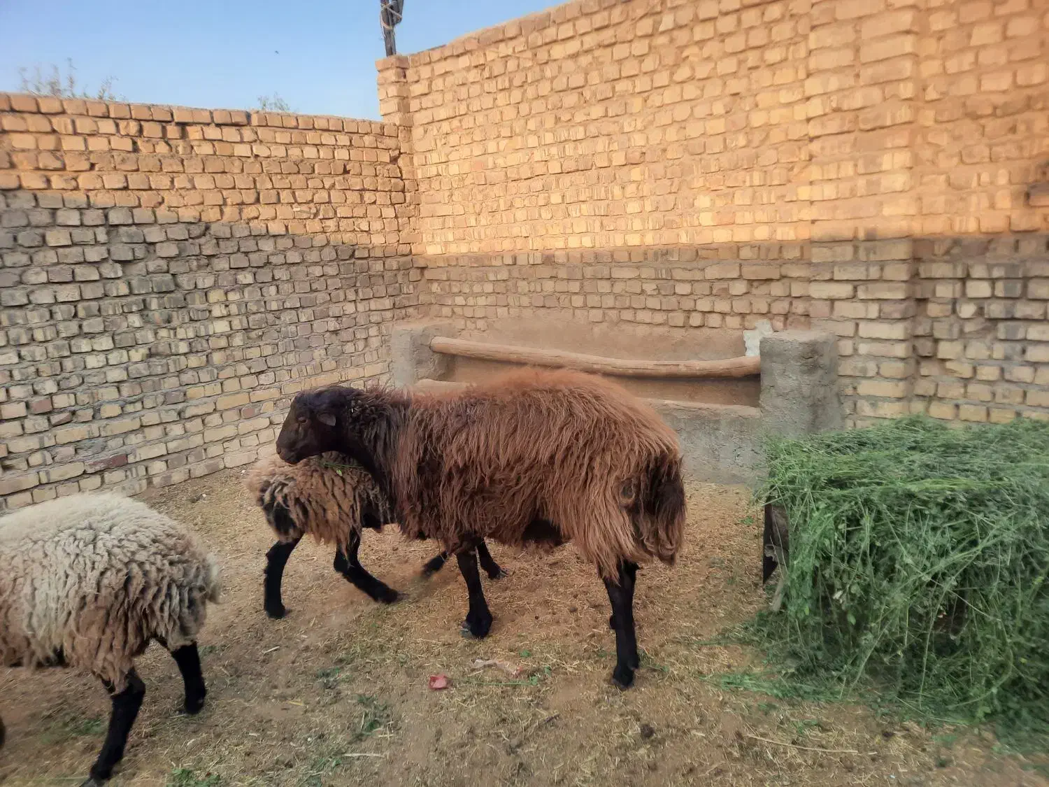 گوسفند نره چاق|حیوانات مزرعه|کاشان, دشت لتحر|دیوار