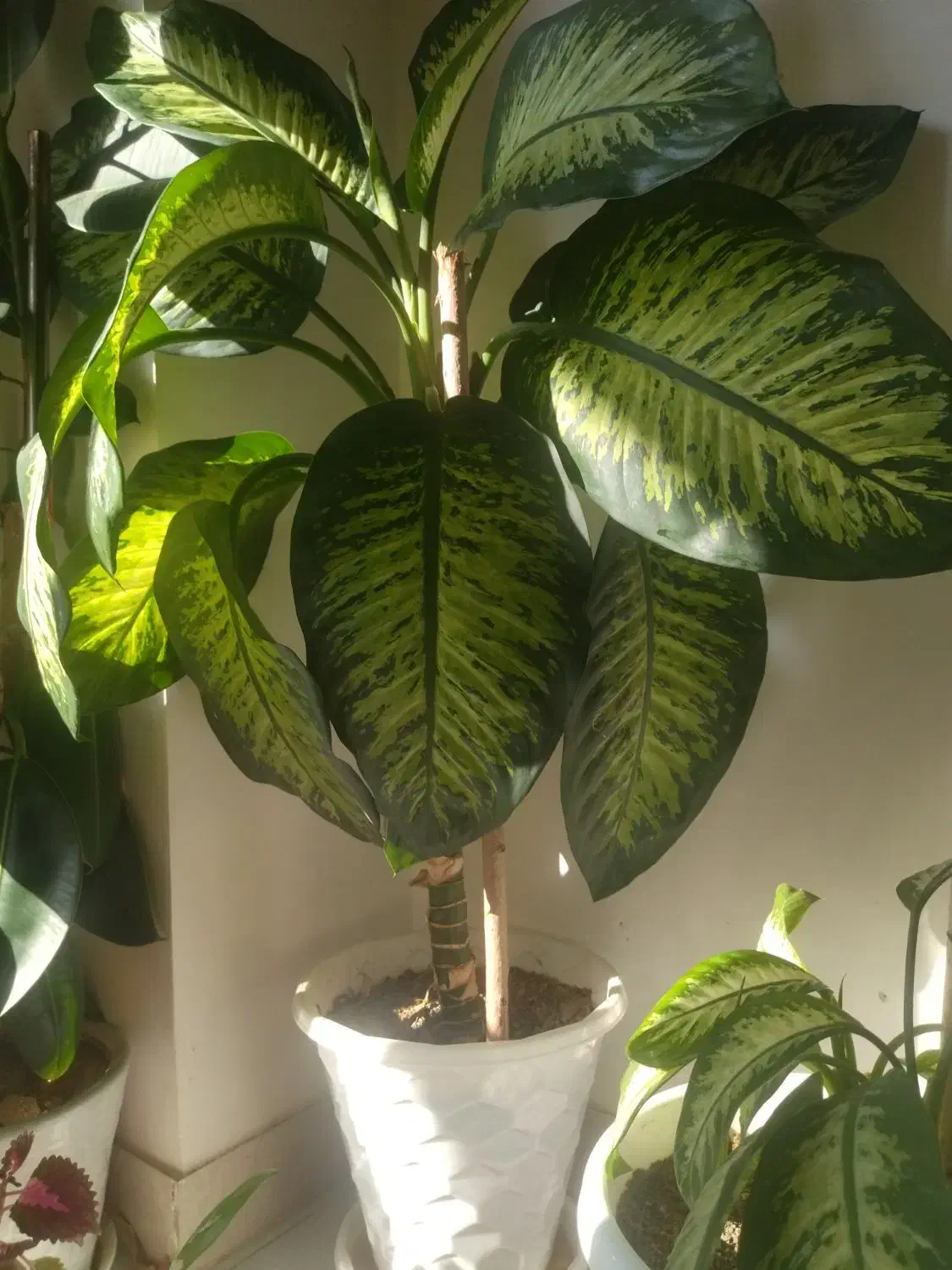 گل دیفن   خیلی زیبا  به دلیل جابجایی فروخته میشود|گل و گیاه طبیعی|سقز, |دیوار