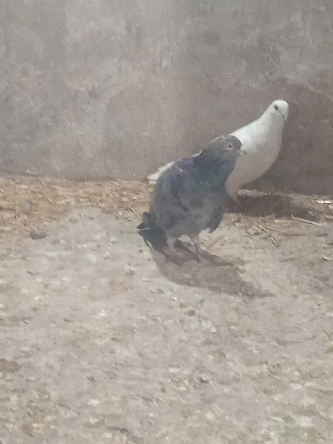 سار هفرنگ چینگ ریز و یه جفت ساده|پرنده|نیشابور, شهید جعفری|دیوار