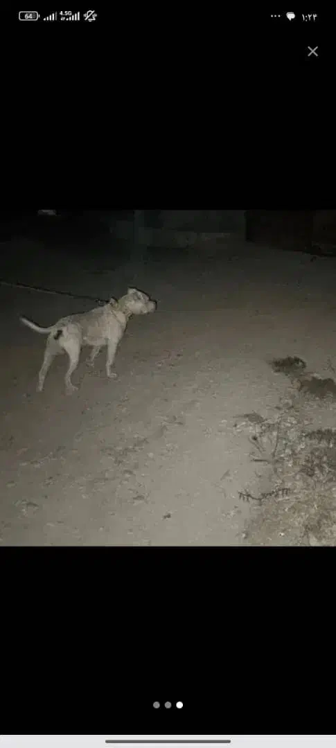 سگ داگو|سگ|یاسوج, |دیوار