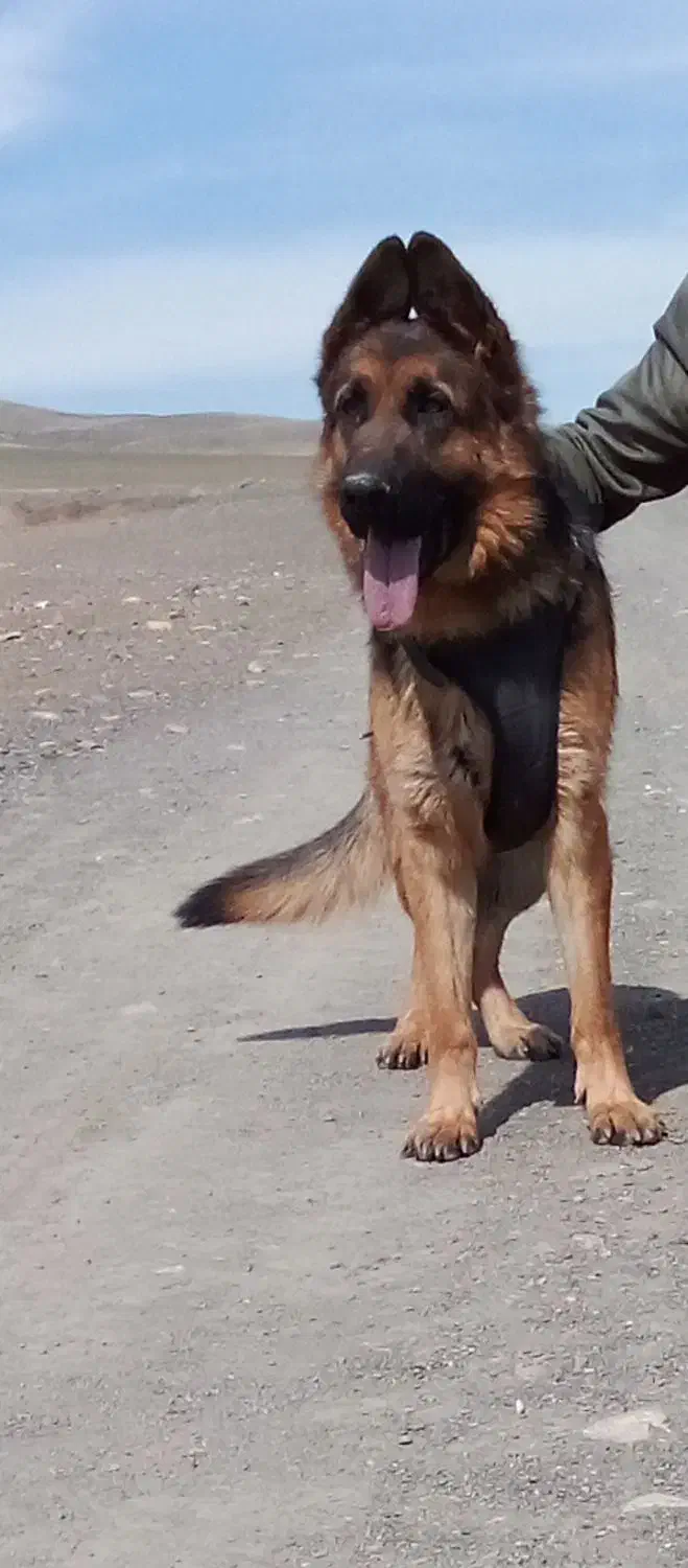 سگ ژرمن|سگ|ملایر, |دیوار