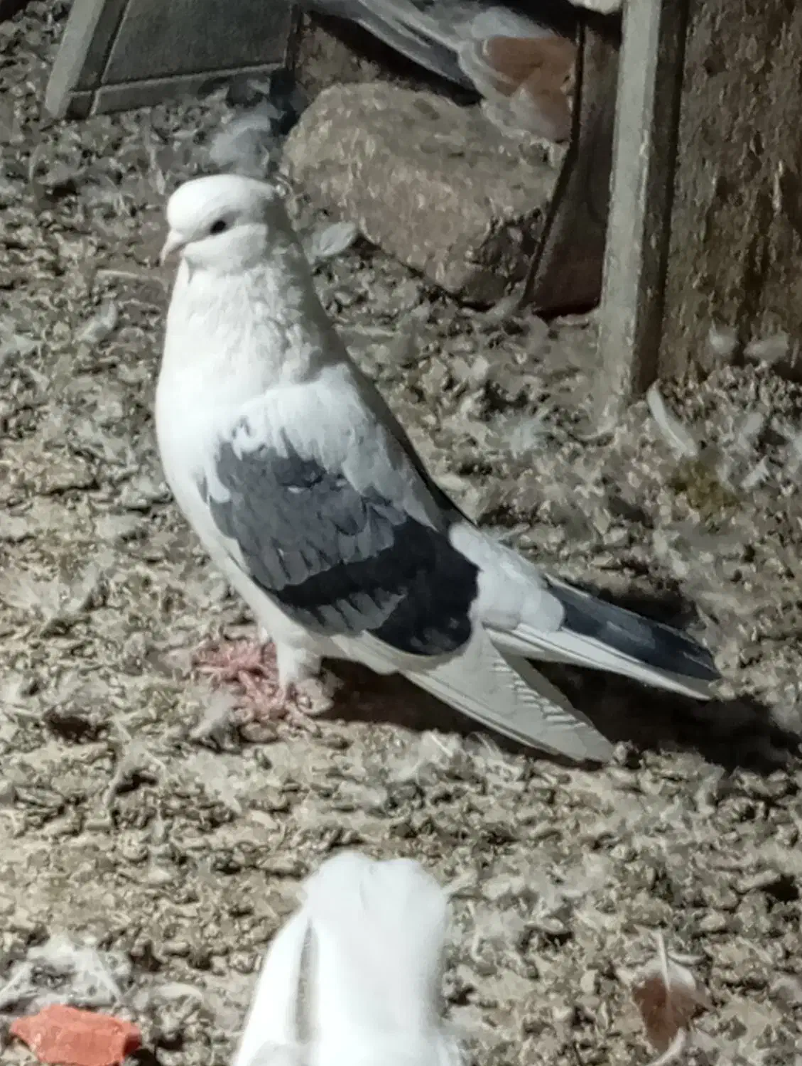 کبوتر پشدار کاکلی نوک کوتاه|پرنده|وحیدیه, |دیوار