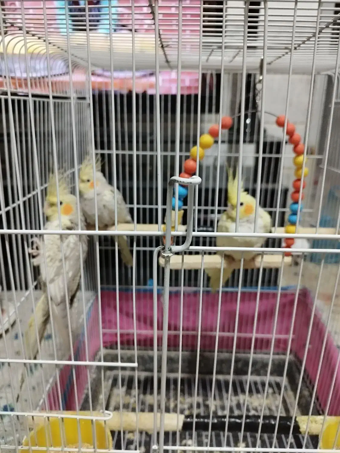 عروس هلندی|پرنده|یزد, |دیوار