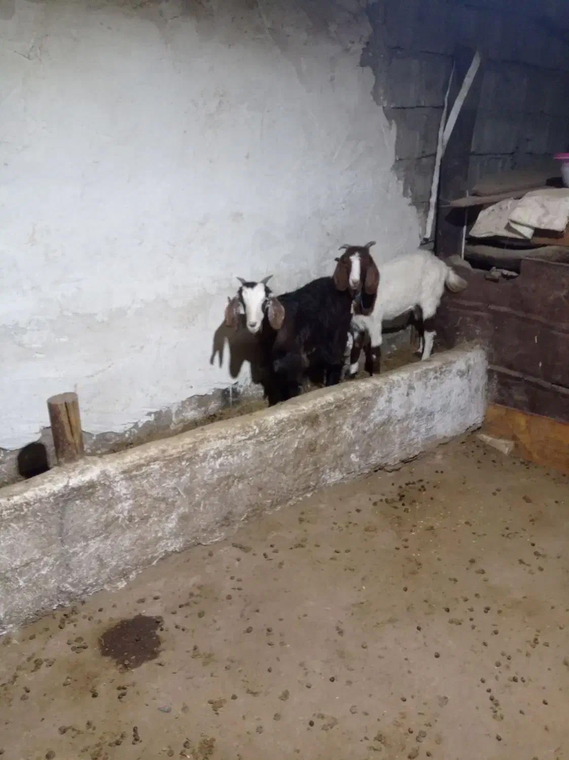 سلام  فروش دو راس بز ماده|حیوانات مزرعه|کندوان, |دیوار