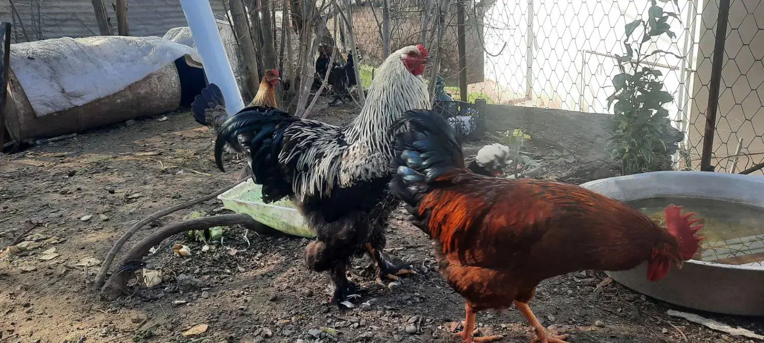 خروس برهما|حیوانات مزرعه|رودبار, |دیوار