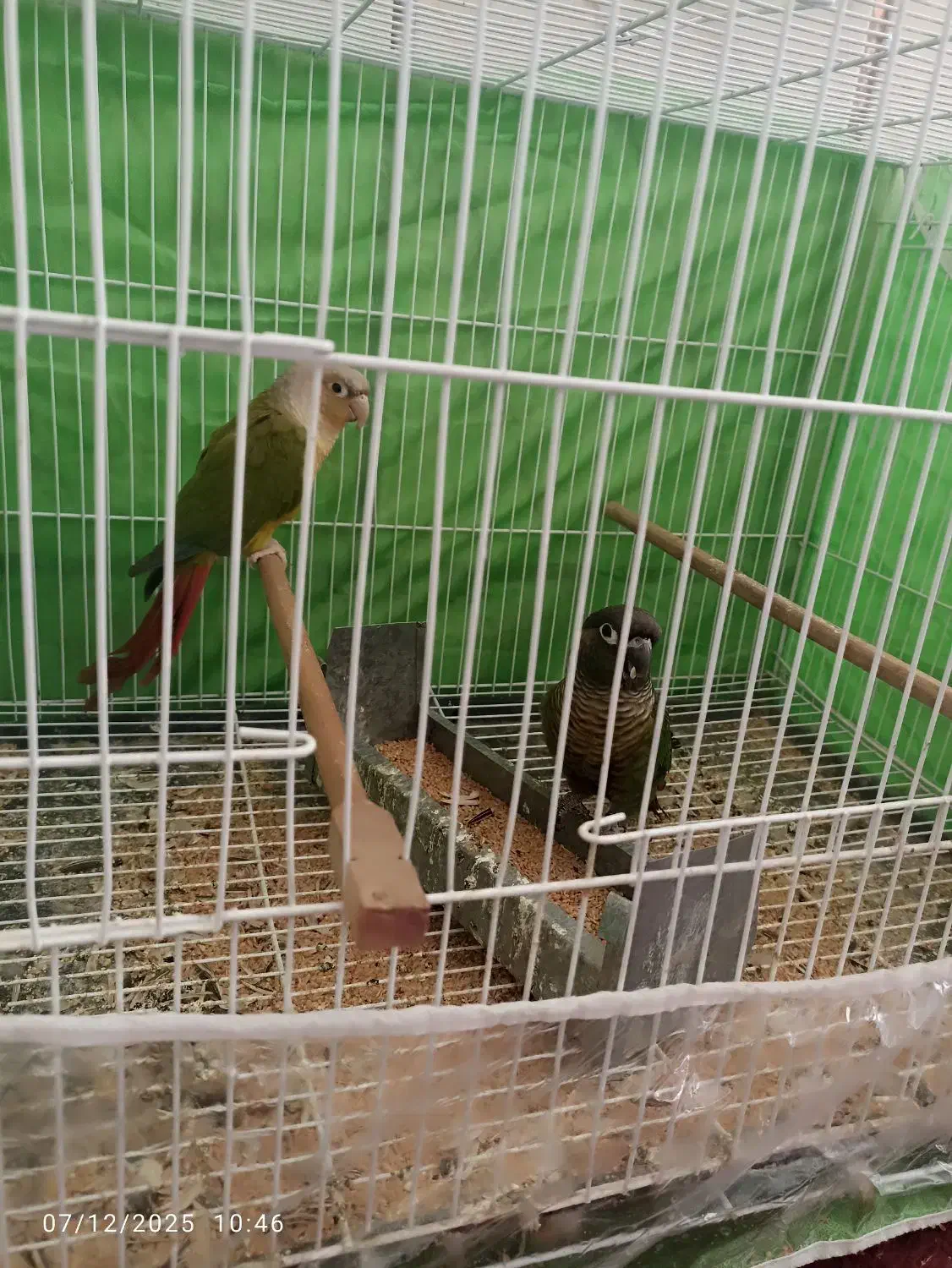 جفت گرینچیک نرماده زمانتی باقرمزی بالا|پرنده|زابل, |دیوار