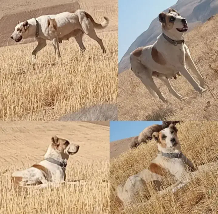 واگذاری یک جفت توله نر از ماده کژال معروف نصل دار|سگ|کرمانشاه, |دیوار