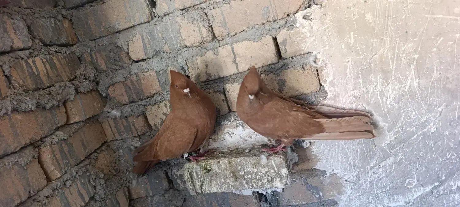 زرد و شو زرد درجه یک|پرنده|بیرانوند, |دیوار