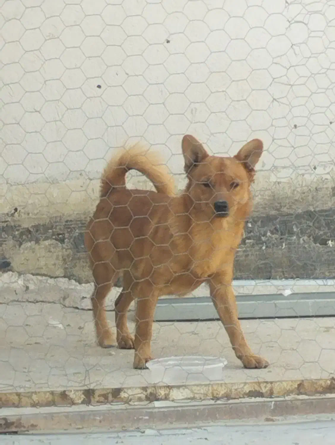 سگ پامر|سگ|شیراز, قدوسی غربی|دیوار