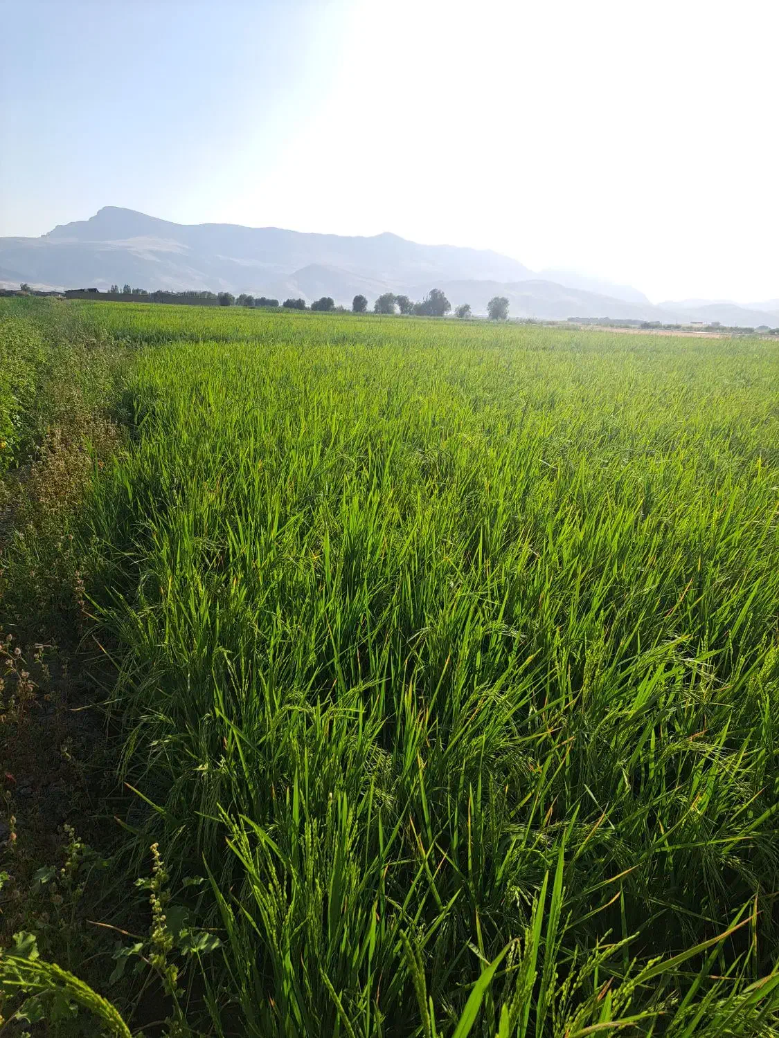 برنج|خوردنی و آشامیدنی|گلستان (تهران), |دیوار