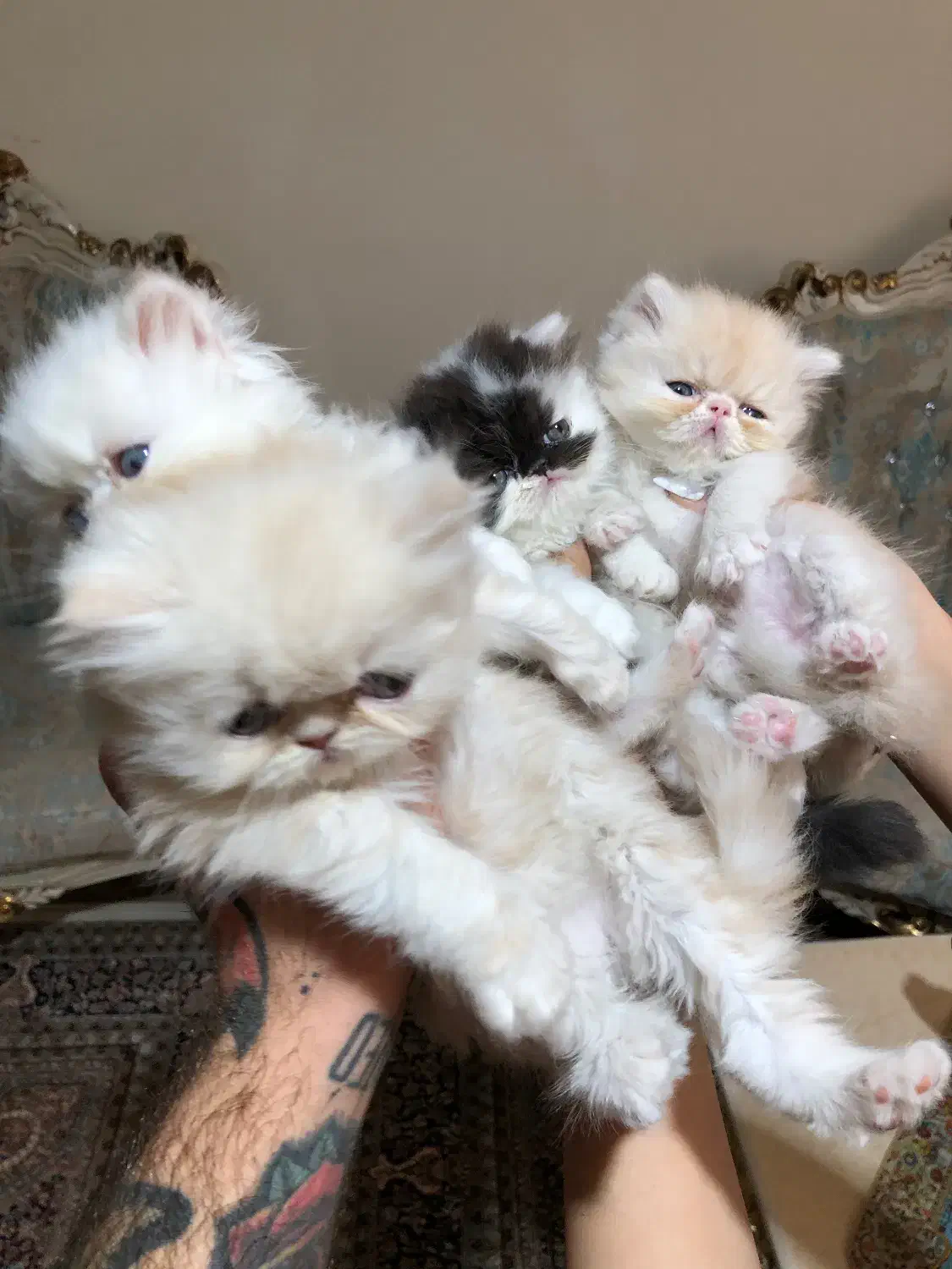 بریتیش گلدن وایت|گربه|چهاردانگه (تهران), |دیوار