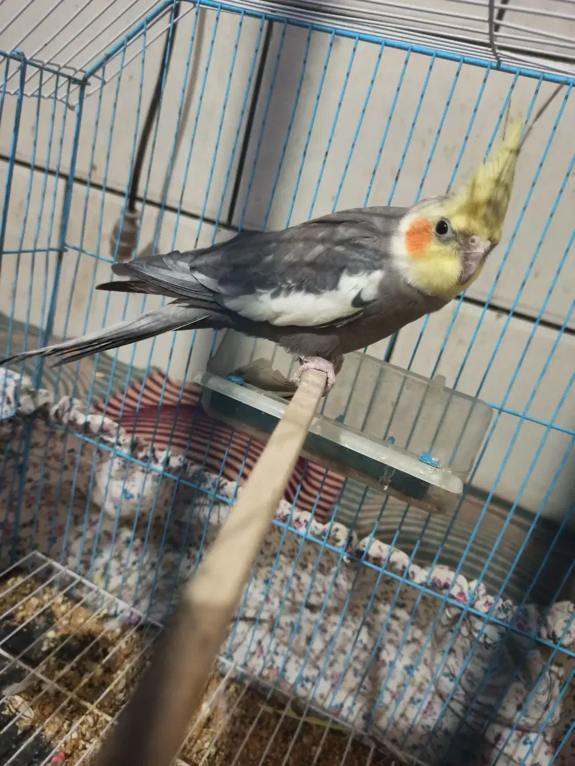 عروس هلندی معاوضه|پرنده|کهنوج, |دیوار