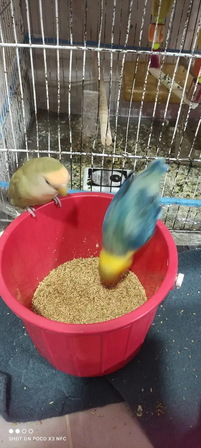 طوطی کوتوله برزیلی|پرنده|برازجان, |دیوار