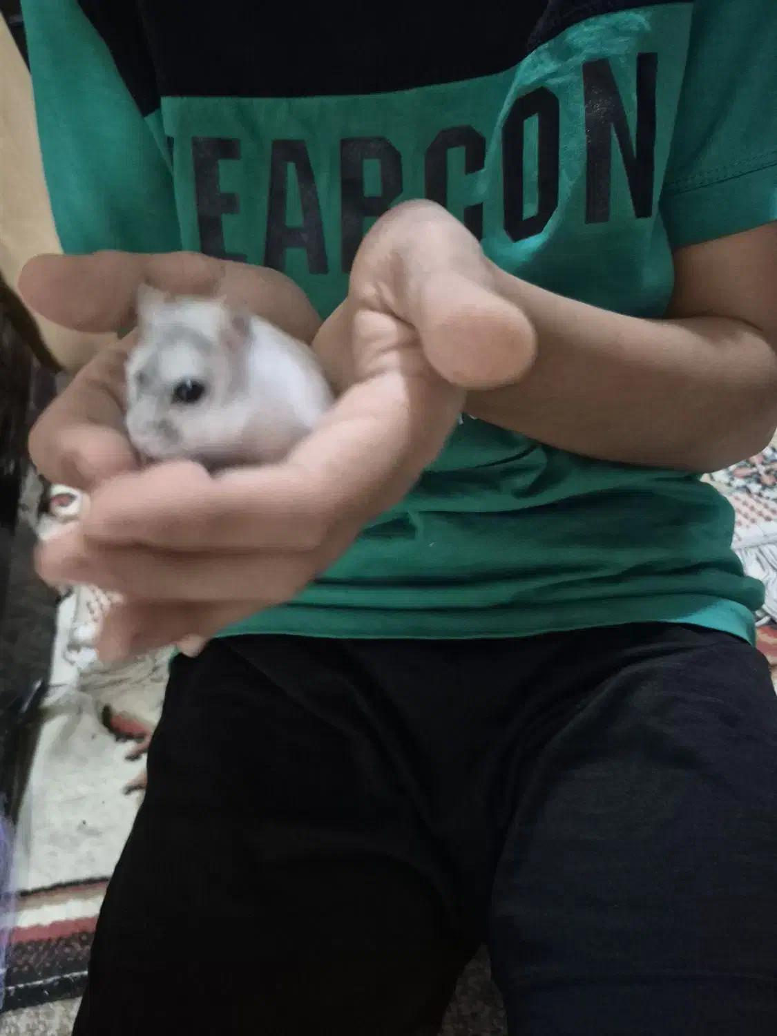 همستر|سگ|یزد, |دیوار