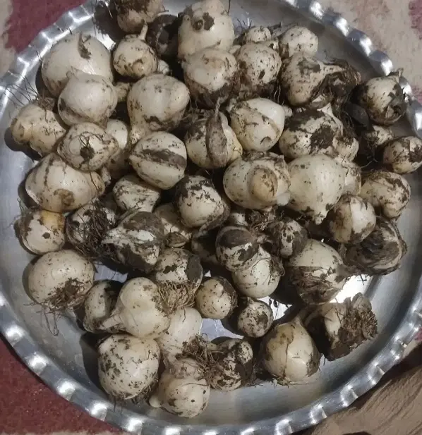 موسیر|خوردنی و آشامیدنی|یاسوج, |دیوار