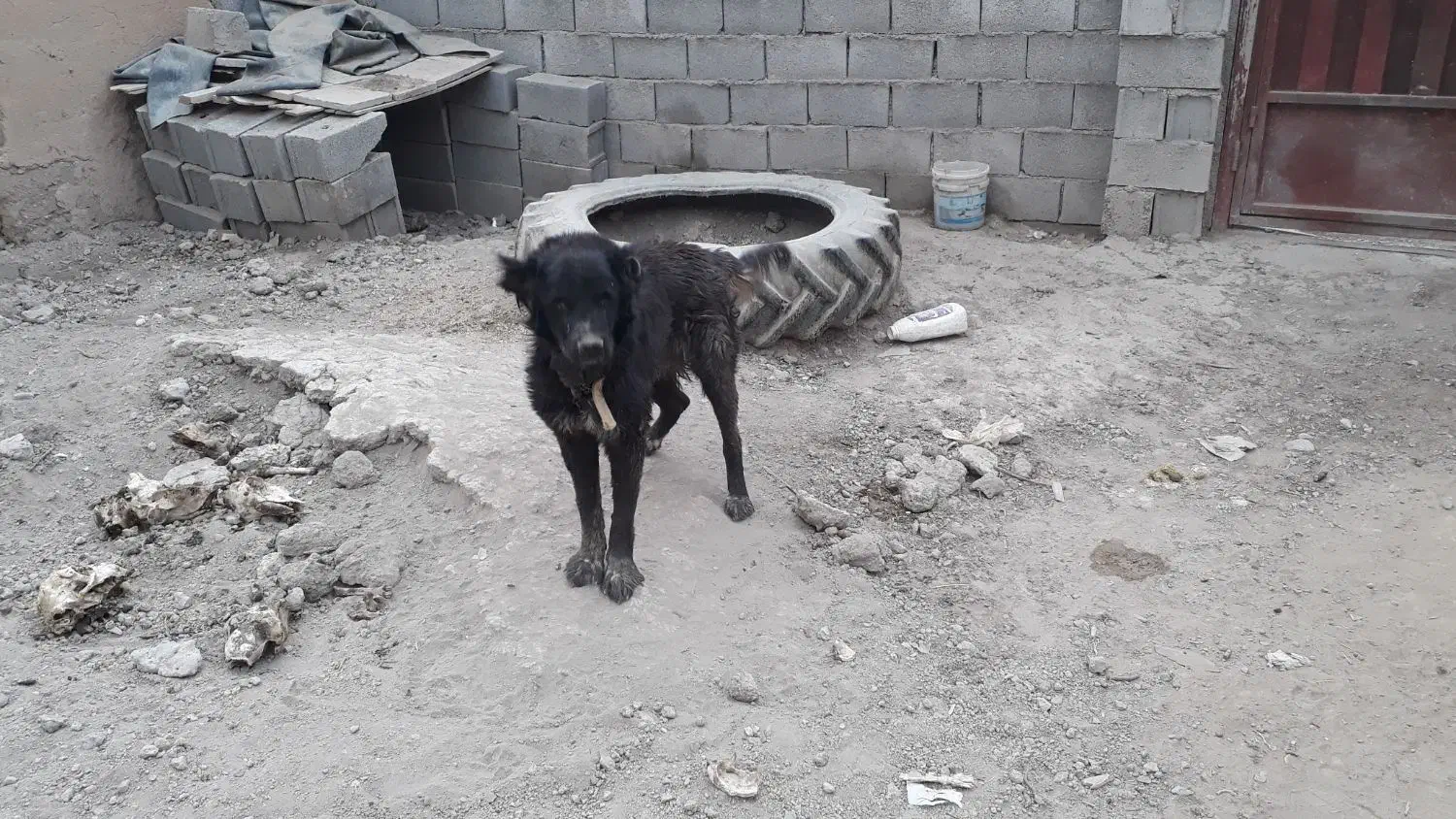 سگ نر گله ای|سگ|پیر بکران, |دیوار