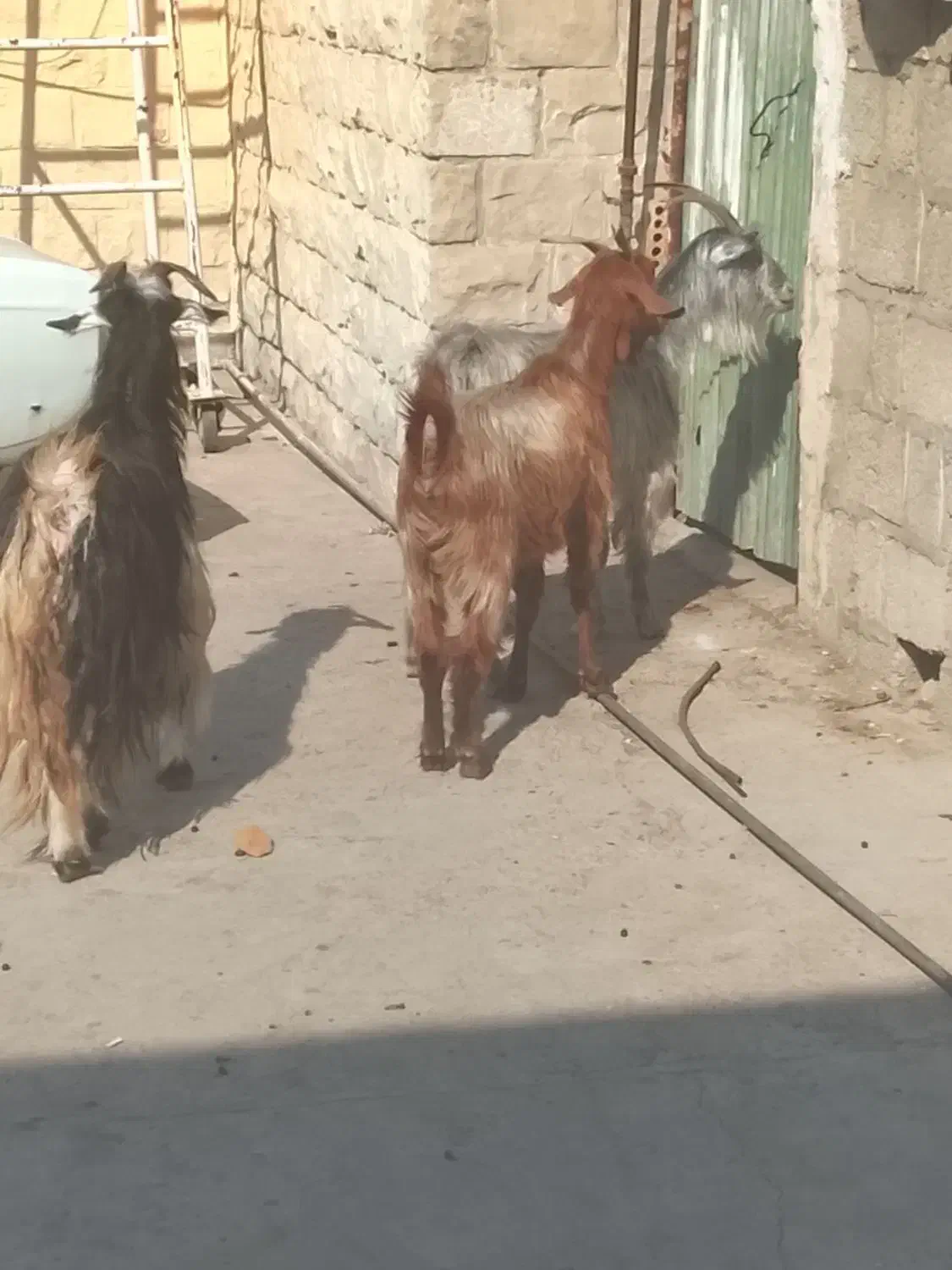 بز جوان بگون سه تا قیمت ۲۷میلیون|حیوانات مزرعه|مسجد سلیمان, |دیوار