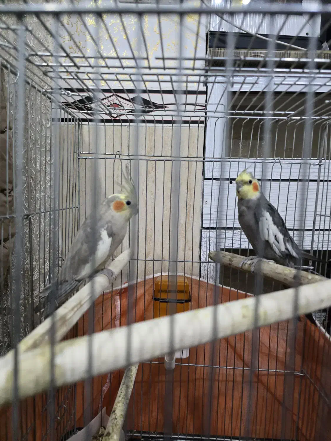 جفت عروس هلندی سخنگو|پرنده|ایوان, |دیوار