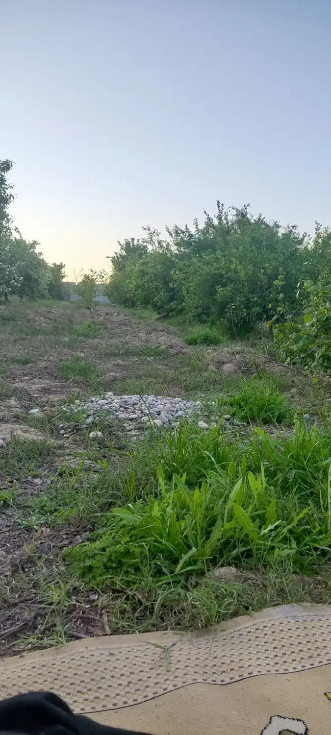 ویلا باغ در عقیلی در ختان مثمر بهترین موقعیت|فروش خانه و ویلا|گتوند, |دیوار