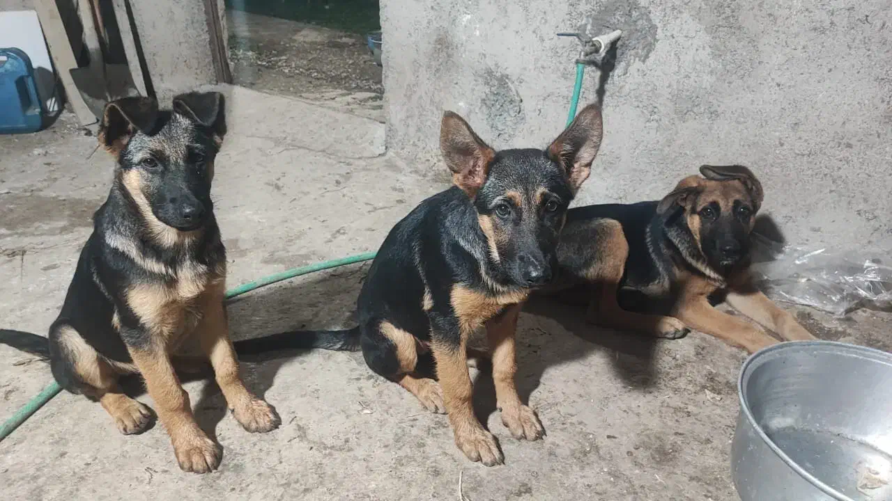 ژرمن شپرد|سگ|رشت, حومه رشت|دیوار