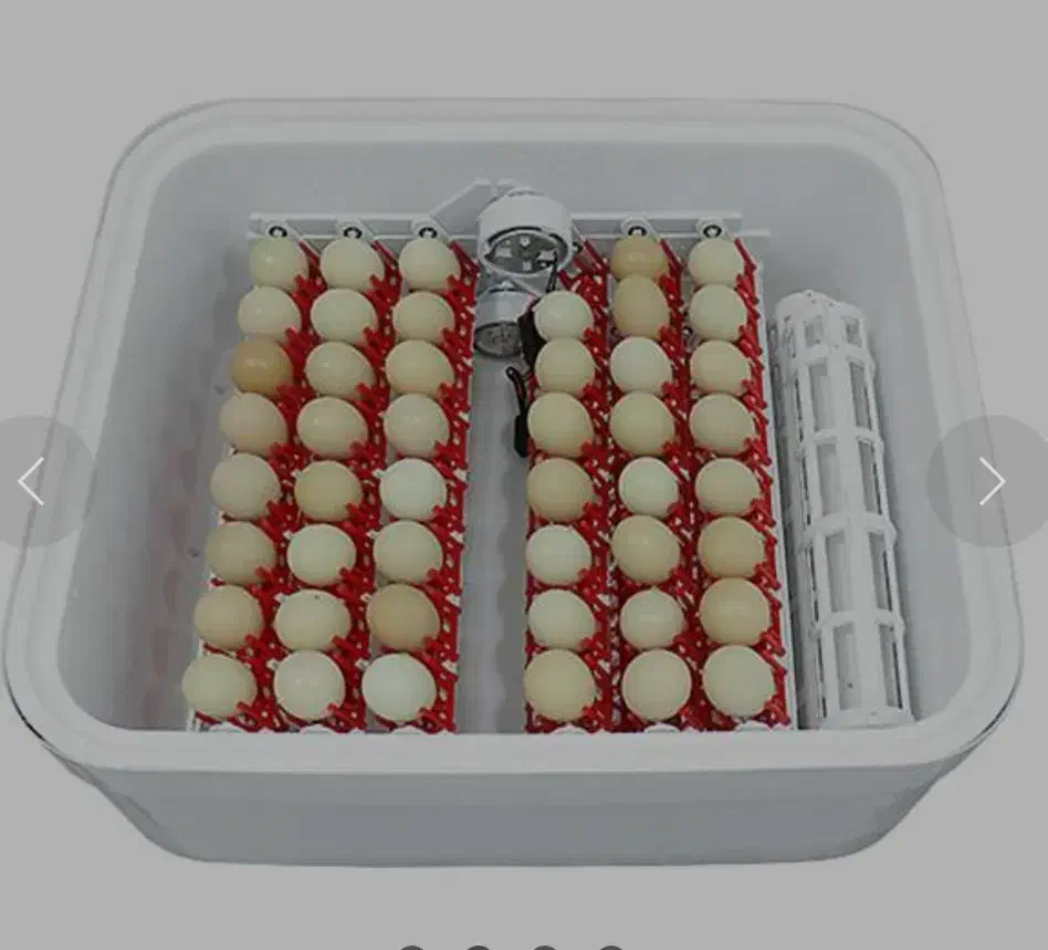 دستگاه جوجه کشی|لوازم جانبی حیوانات|خوی, |دیوار