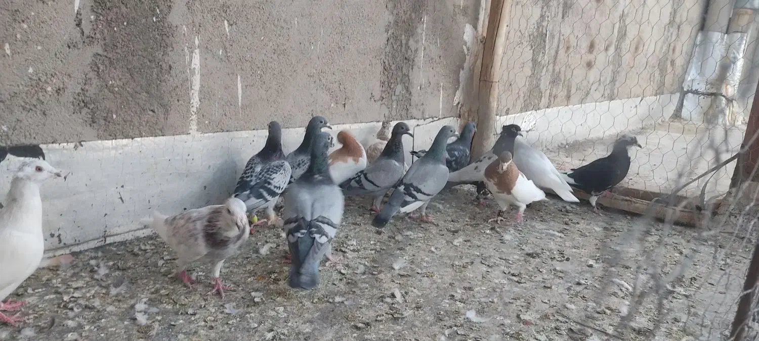 فروش پرشی،جغتای|پرنده|جغتای, |دیوار