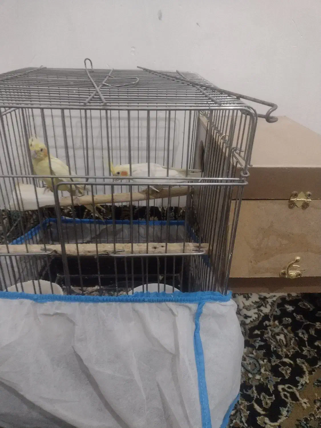 یک جفت عروس هلندی لوتینو صددرصد مولد تضمینی 4 تخم|پرنده|بومهن, |دیوار