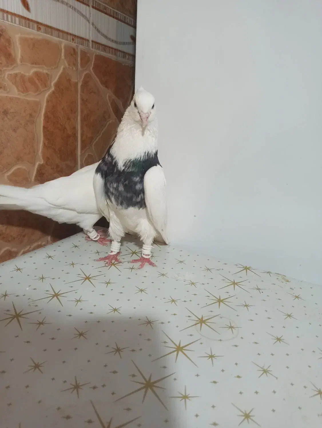 کبوتر|پرنده|امیدیه, |دیوار